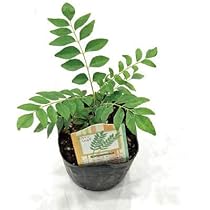 サンショウ　抜き苗　S 41XbnxXEz6L._AC_UL210_SR210,