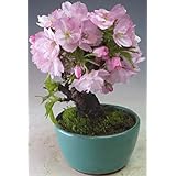盆栽 桜 花芽付き！旭山桜のミニ盆栽 2024春開花予定