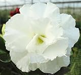 40 Fresh seedsアデニウム アラビカム オベスム 砂漠のバラ種子(40粒)塊根植物種子Adenium obesum Desert Roses seeds no266-QUATRO-WHIT