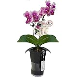 ミニ胡蝶蘭 タンブラースリムポット3号鉢植え 2本立て /お中元 ギフトに花のプレゼント 生花 鉢植え 開店祝いに 母の日 父の日 敬老の日 おじいちゃん おばあちゃん (花ライトピンク鉢ブラック)