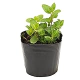 花市場直送便 ハーブ苗 ミント ペパーミント 28入