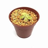 食虫植物 Pinguicula xTina x emarginata (ピンギキュラ　)