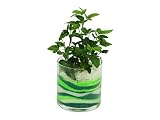 花市場直送便 アイビー(カラーサンド植え) サークルM グリーン