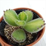 oriコチレドン 熊童子錦黄斑(多肉植物 コチレドン 6cmポット)