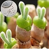 多肉植物 うさぎの耳 モニラリア 種子 10粒 年間を通して栽培実績のある成長過程がわかるLabiCatsオリジナルのカラー画像入り説明書つき