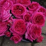 バラ苗 レジスマルコン 国産大苗デルバールオリジナル角鉢6号 四季咲き中輪 赤系 フレンチローズ（デルバール）