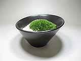 【 翔美苑 】苔盆栽キット　枯山水風　おしゃれな器　S　キットで手作り、手軽に苔を楽しめる≪苔盆栽－寒水石≫