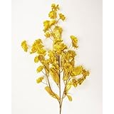 Bulk Buy : Darice DIYクラフトダブルGypsophila / Baby 's Breathスプレーメタリックゴールド( 12パック) ds-104 – 101