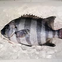 Amazon.co.jp: 石鯛 イシダイ （約800-1200g） 刺身 煮魚 焼魚