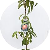 ネクタリン 苗木 ファンタジア 12cmポット苗 ネクタリン 苗