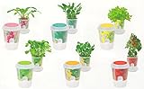 [植物 栽培 栽培セット ガーデン 手軽 癒し グリーン ハーブ]ベジフィール（レタス）