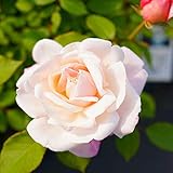 バラ苗 グルスアンアーヘン 7号スリット大苗 木立バラ 四季咲き ピンク バラ 苗 薔薇 バラ苗木