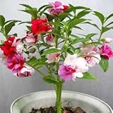 20 seeds/pack Garden Balsam seeds sowing four seasons flower seed bonsai