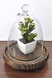 PLATA ディスプレイ 用 ミニ サボテン 【 F + ガラス蓋 木皿 セット 】 人工 観葉植物 グリーンポット YWX135--F-YWX132