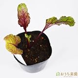 ビーツ / ビートルート 【苗】 ９ ｃｍ ポット ＜当店は 苗 種 鉢 培養土 ニーム の専門店＞