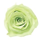 Florever   プリザーブドフラワー  フレッシュルックスタンダードローズ (6輪入り) シトラスグリーン FL000100-064