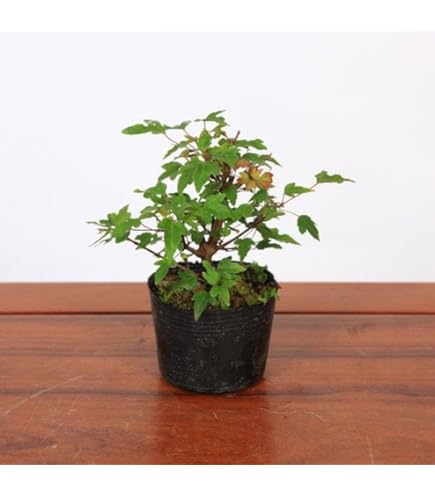 た*ー様 楓　盆栽 538baff391e458b6febae89e35a9bb