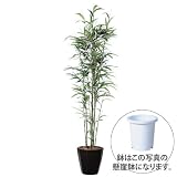 エフプランター 人工観葉植物-女竹株立-180-8号鉢-懸崖鉢