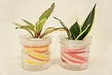 【ズボラさんでも大丈夫!!自動給水だからお世話が簡単です♪】　観葉植物　ハイドロカルチャー　自動給水器　アクアサンド　黄・赤２個セット