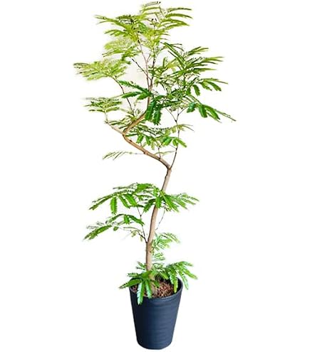 Amazon｜観葉植物 エバーフレッシュ 8号 鉢カバー付 室内用｜観葉植物