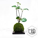 観葉植物 ミニ盆栽 フェイク 造花 ♪【カップボン】ギンモクセイ/苔玉（黒皿）♪ 【prm】インテリアグリーン フェイクグリーン アーティフィシャル 開店祝い 新築祝い ギフト 模様替え 店舗内装 プ