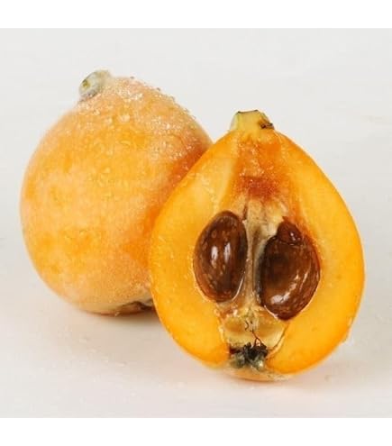 Amazon.co.jp: 枇杷(びわ)苗木 茂木の苗木 13.5cmポット苗 接木1 Amazon.co.jp: 枇杷(びわ)苗木 茂木の苗木 13.5cmポット苗 接木1