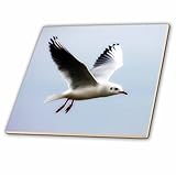 CT _ 47240 Patricia Sanders Creations – Seagullウィンドーウォールアートbirds- Nature – タイル 6" ct_47240_2