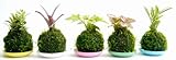 極ミニ苔玉プラ皿付き５点セット