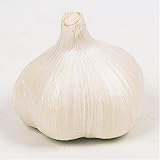 国華園　ニンニク種球 島にんにく 250g【※発送が国華園からの場合のみ正規品です】