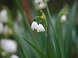 【6か月枯れ保証】【球根】スイセン/スノーフレーク　9.0cmポット