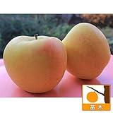 リンゴ：ぐんま名月（めいげつ）5号ポット[香りがよく蜜が入りやすい][苗木] ノーブランド品