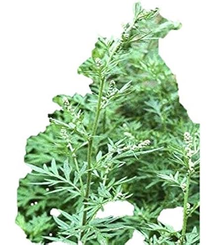 Amazon.co.jp: ヨモギの抜き苗 10株 艾草 艾蒿 : DIY・工具・ガーデン