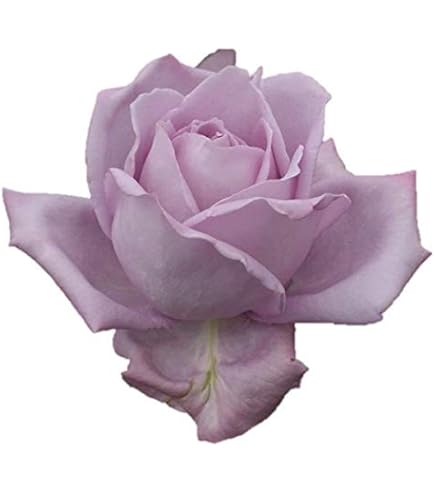 ウィリアムモリス ＋3苗バラ苗 接木新苗 強健 強香 薔薇 苗 Amazon.co.jp: バラ苗 ER ウィリアムモリス 接木新苗 廃盤品種 強香