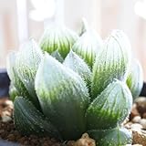 miハオルチア 大型ベヌスタ×紫オブツーサ 多肉植物 ハオルチア 7.5cmポット