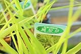 【庭木苗】【まとめ買い】　　風知草　３号ポット苗　４ポットセット　【送料込】 (黄金)