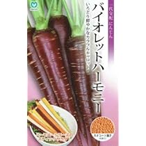 にんじん　コート36黒 楽天市場】にんじん コート（種子｜ガーデニング・農業）：花