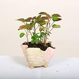 鉢が選べる　ミニ盆栽：　はまぼう* (ピンク輪花鉢)