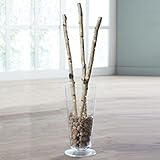 Brylanehome pre-lit Faux Birch Branches、セットの3 ベージュ 21050440176mk0~0