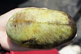 ポポー 苗 ウィルソン 2年生 接ぎ木 苗 果樹苗木 果樹苗