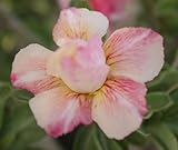 40 Fresh seedsアデニウム アラビカム オベスム 砂漠のバラ種子(40粒)塊根植物種子Adenium obesum Desert Roses seeds no63-DOUBLE-HONEY