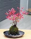 いにしえの和をお届けします【南天（なんてん）の苔玉・炭化焼締器・敷石セット】 (敷石の色（黒石）)