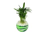 花市場直送便 テーブルヤシ(カラーサンド植え) バブルボール10cm グリーン