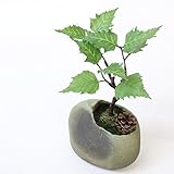 A plus floral art インテリアグリーン 石 盆栽 アレンジ 石粋（セキスイ） バーチ 造花 フェイクグリーン 苔 観葉植物 和風 和モダン