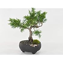 Amazon.co.jp: 盆栽妙 ミニ真柏 50293A2186 : DIY・工具・ガーデン