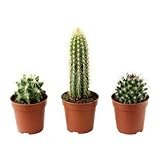 ★CACTACEAE 鉢植え / サボテン / 3 ピース[イケア]IKEA(36804586)