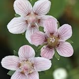 赤花ウメバチソウ