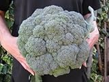 重さ約1.6KG 40cmの超巨大ブロッコリー　30粒　 F1品種