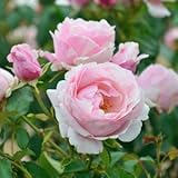 バラ苗 ビエドゥー 国産大苗デルバールオリジナル角鉢6号 四季咲き大輪 複色系 フレンチローズ（デルバール）