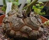 珍奇植物 亀甲竜ディオスコレア・エレファンティペス種子10粒