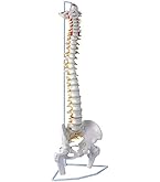 Amazon.co.jp: UPstore 実物大 脊髄骨盤模型 90cm 背骨 脊柱模型